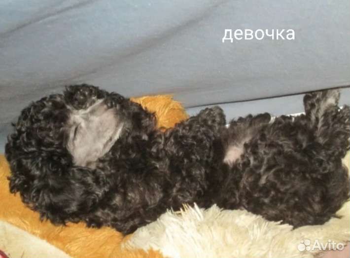 Щенки карликового пуделя