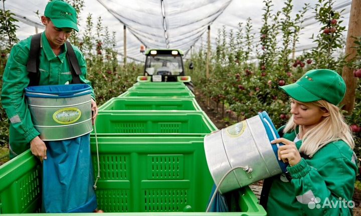 Рабочий. Сборщик яблок