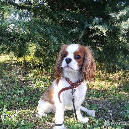 Дрессировка собак, специалист кинолог