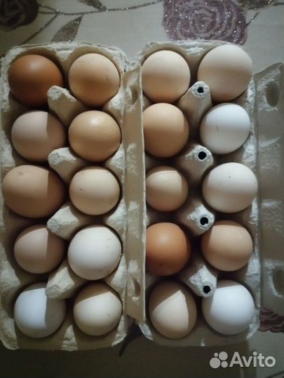 Куриное яйцо