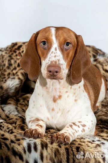 Такса стандартная рыжее солнышко