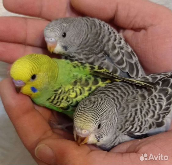 Волнистый попугай ручной