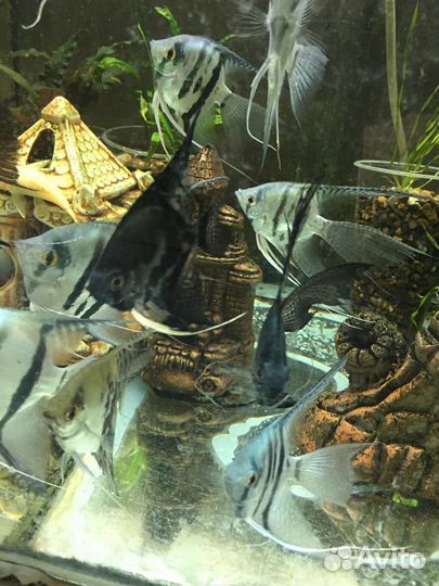 Аквариумные рыбки