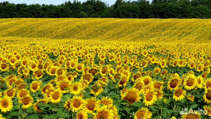 Семена подсолнечника под гербицид