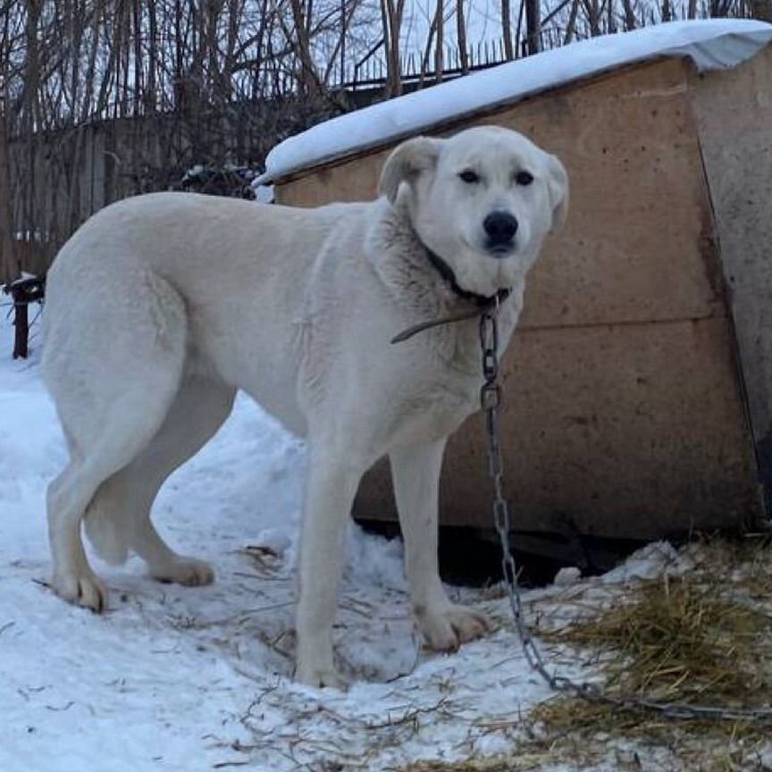 Собака в добрые руки