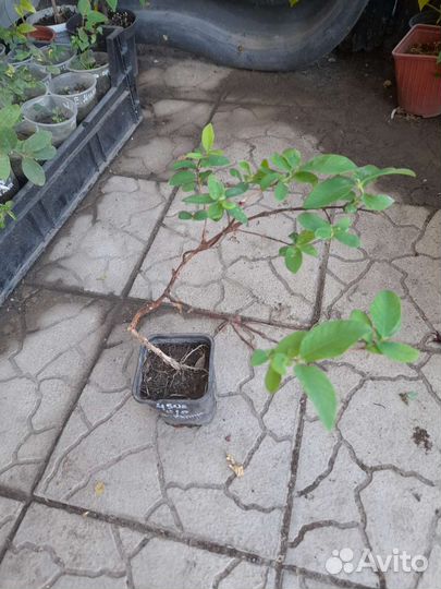 Жимолость Консервная (саженцы)