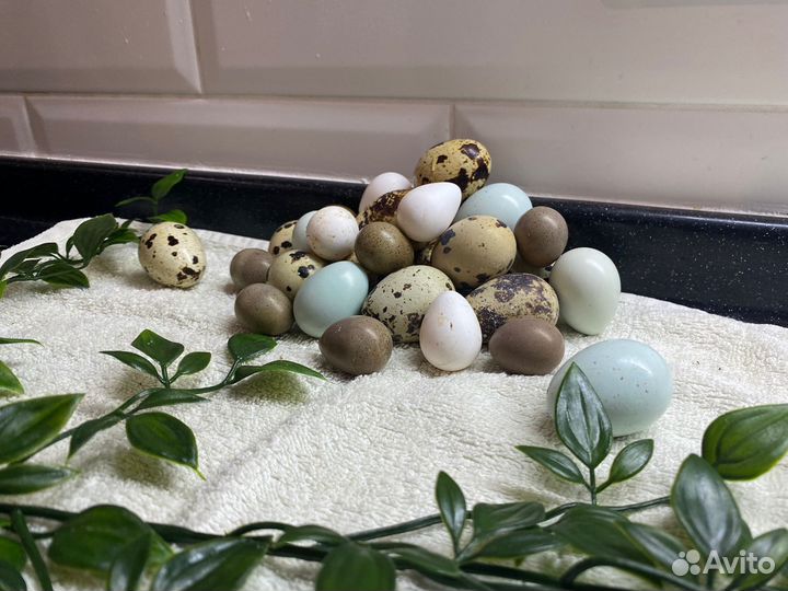 Яйца перепелиные