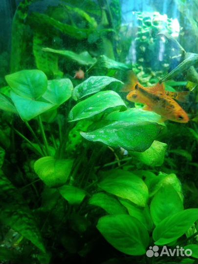 Аквариумные растения