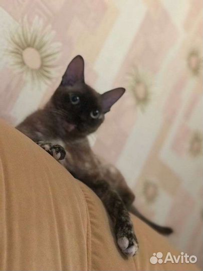 Девон-рекс кошка