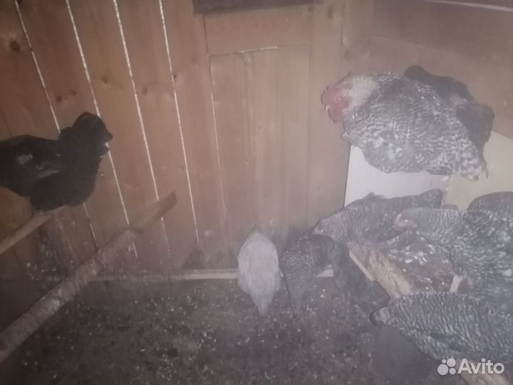 Куры несушки