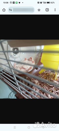 Джунгарские хомячки малыши