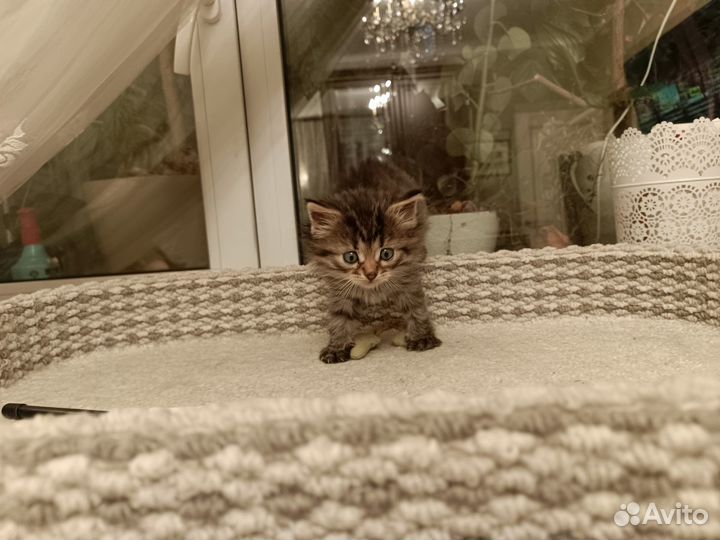 Котята-полосатики ищут заботливую семью