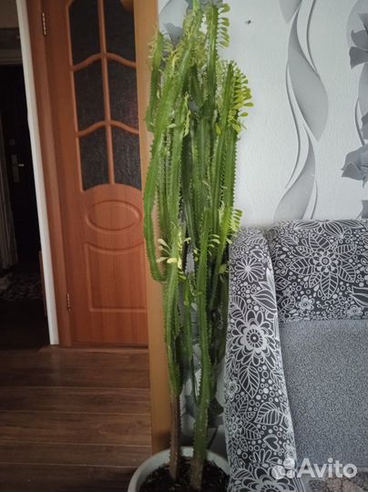 Молочай трехгранный