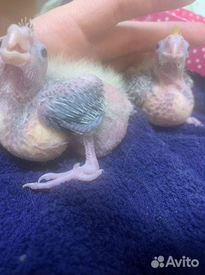 Попугай карелла