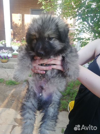 В добрые ручки