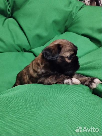 Ши-тцу мини