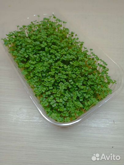 Микрозелень руккола