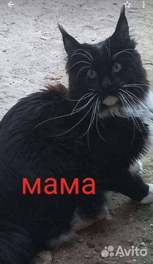 Котята мейн-кун