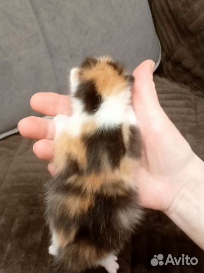 Котята от породистой кошки