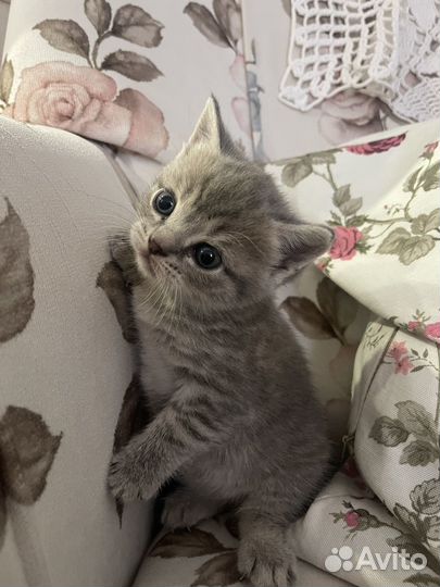 Британская кошка