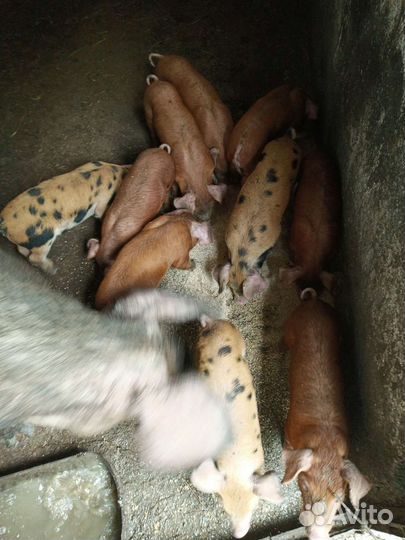 Поросята мясного направления