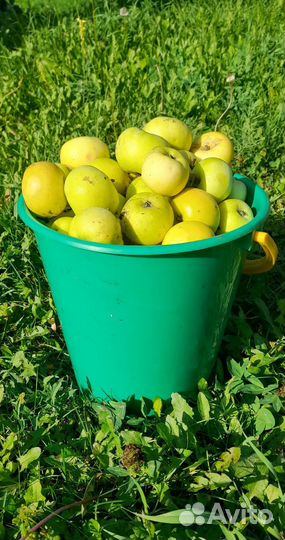 Яблоки домашние