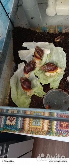 Улитки ахатины с улиткарием