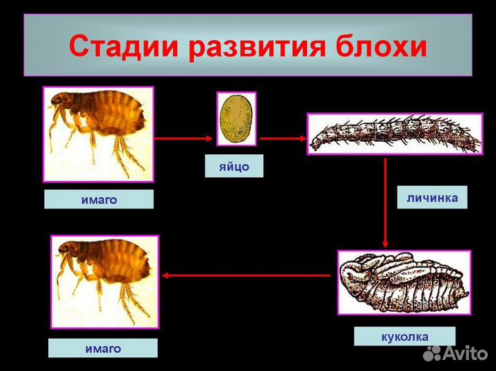 Дезинсекция / Уничтожение Муравьев. Екатеринбург