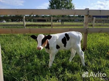 Телята бычки