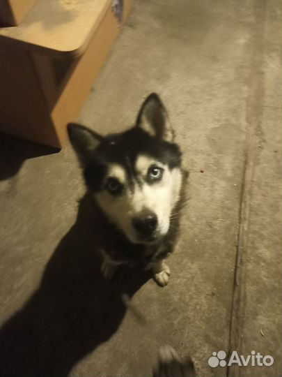 Хаски в добрые руки