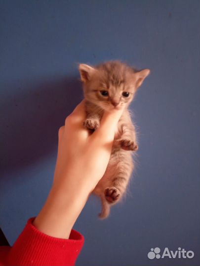 Шотландская вислоухая