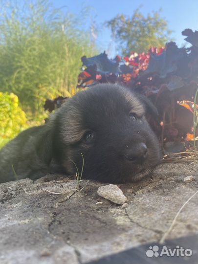 Отдам щенят