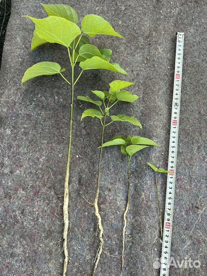 Сеянец катальпы