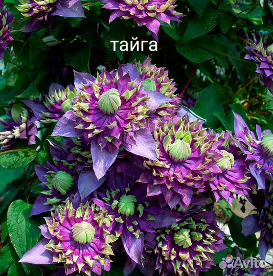 Клематисы три сорта