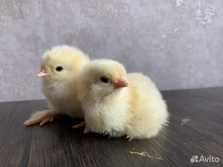 Цыплята суточные брама