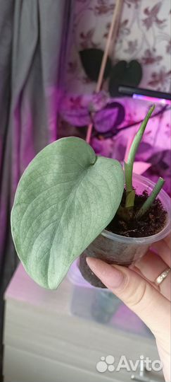 Сциндапсус Сильвер Хиро