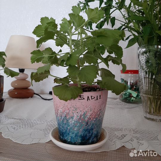 Пеларгония герань