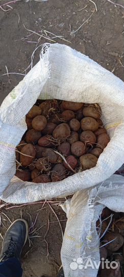 Семенной картофель