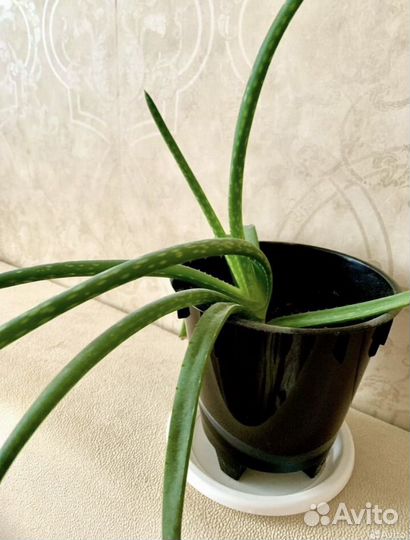 Алоэ лечебный с горшком цветы