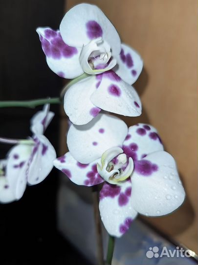 Орхидея фаленопсис