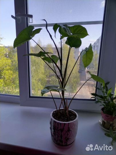 Сингониум, авакадо