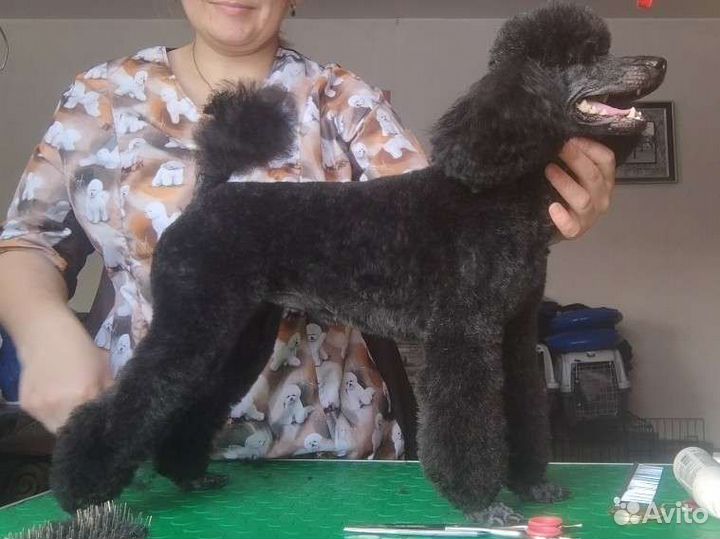 Стрижка собак