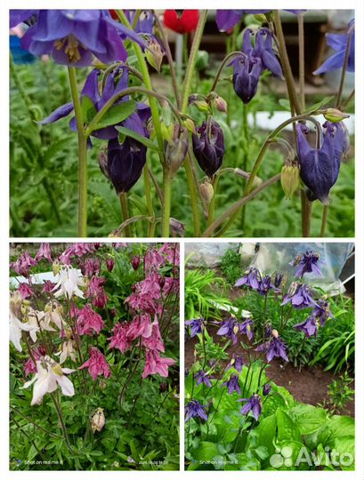 Садовые растения