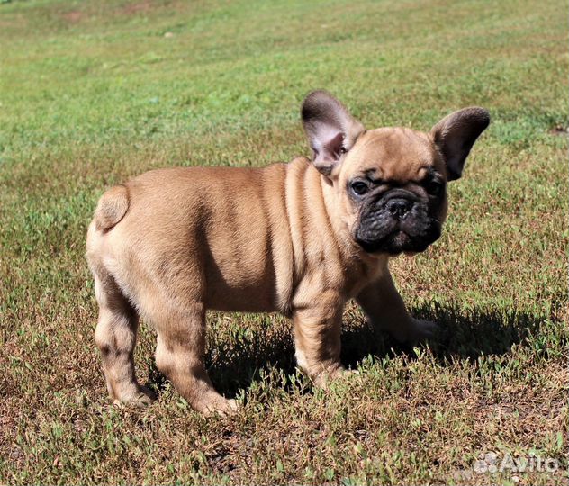 Французский бульдог