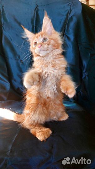 Котята мейн-кун полидакт в брид