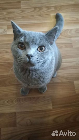 Британский кот на вязку