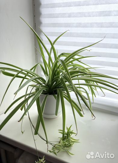 Хлорофитум