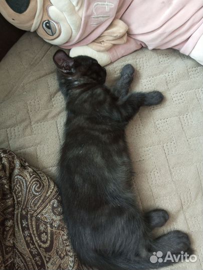 Отдам котят