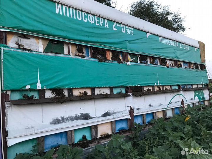 Продаю пасеку