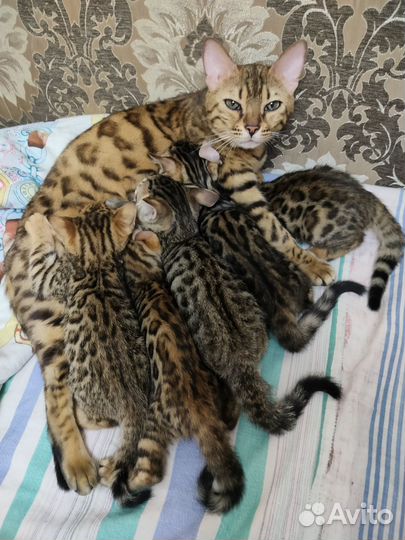 Бенгальские котята